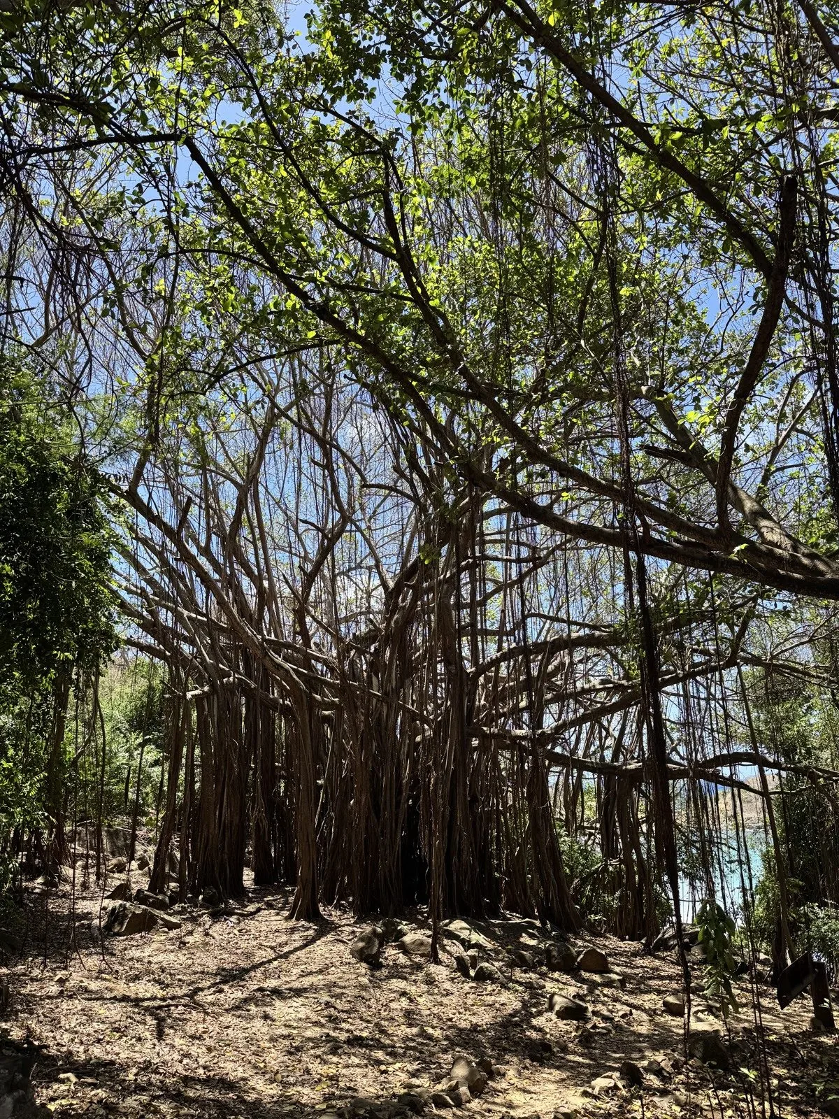 Árvores e raízes da ilha
